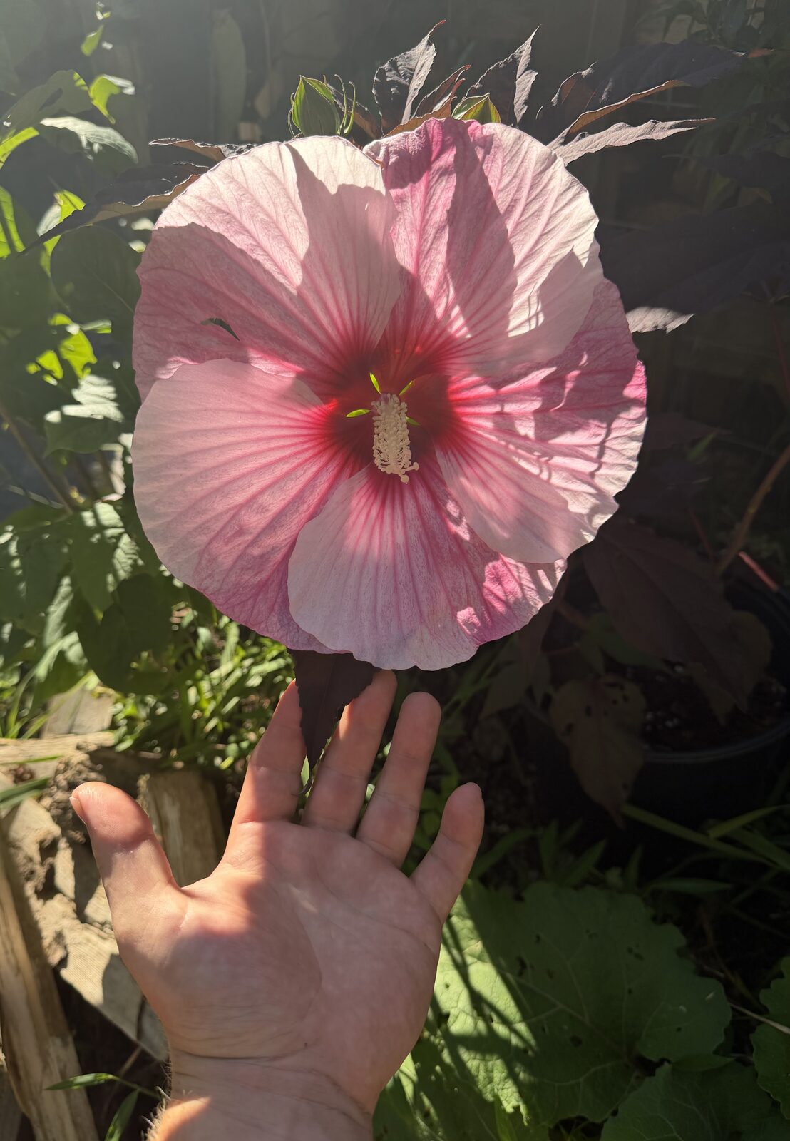 A hand reaching toward a hibiscus flower